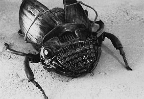 Das Schreibmaschinen-Insekt aus dem Film NAKED LUNCH von David Cronenberg